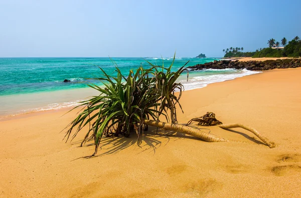 Playas de Sri Lanka — Foto de Stock