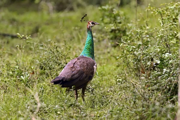 Retrato de hermoso pavo real — Foto de Stock