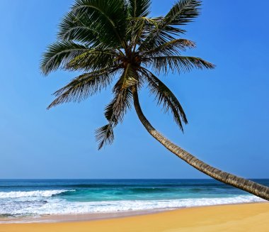 Plajlar Sri Lanka