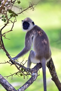 gri langur Close-Up