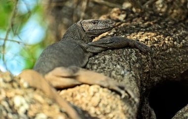 Doğada tropikal hayvan