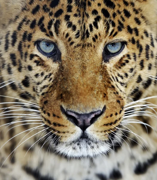 Leopard in Sri Lanka — Stock Photo, Image