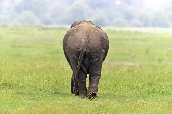 Elefante en Sri Lanka — Foto de Stock