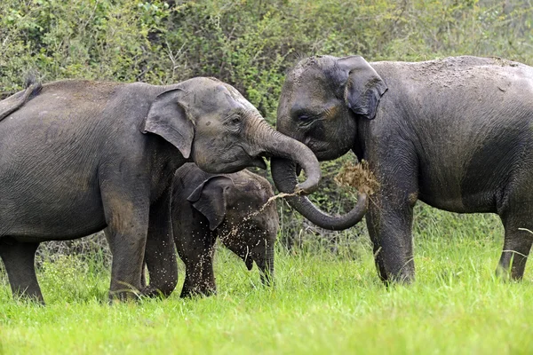 스리랑카에 있는 코끼리 — 스톡 사진