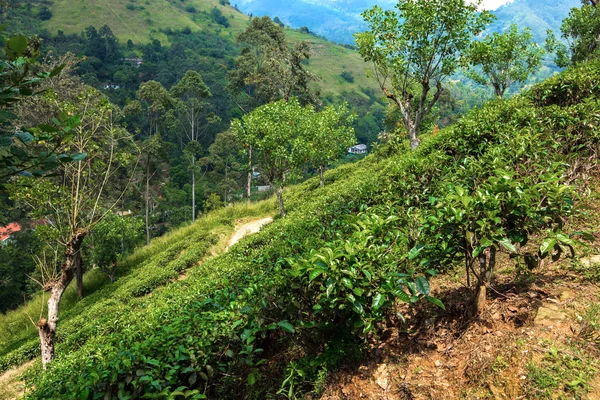 Plantacje herbaty w Sri Lank — Zdjęcie stockowe