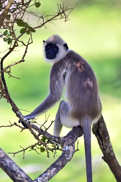 Gri langur Close-Up — Stok fotoğraf