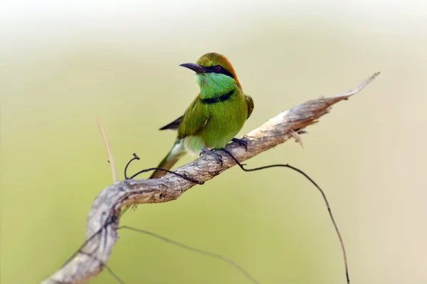 Bee-eater in the wild — Stock Photo, Image