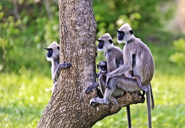 Close-up of a Grey Langur