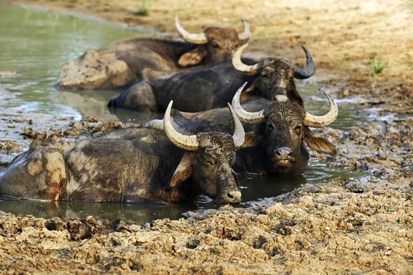 Bufalo allo stato brado — Foto Stock