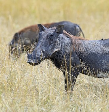 Tropikal Kenya yaban domuzu