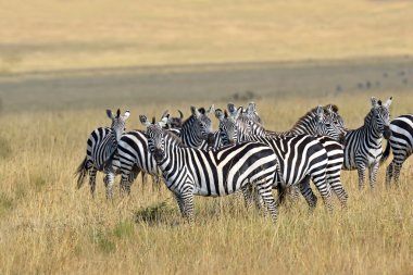 Masai Mara 'da zebra