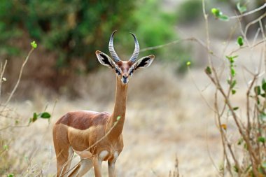 Afrika ceylan gerenuk