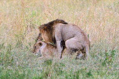 Afrika aslanı portresi
