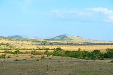 Ağaç Savannah Masai Mara