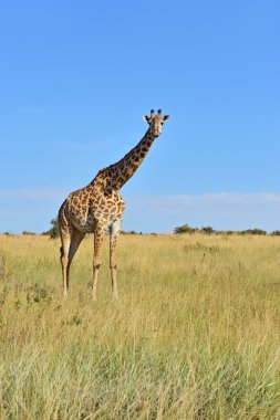 Giraffe in the African savannah clipart
