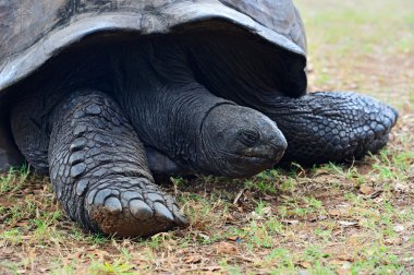 Kaplumbağa Hint Okyanusu