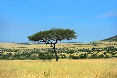 Afrika savana ağacında