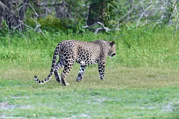 The leopard in Sri Lanka — Stock Photo, Image