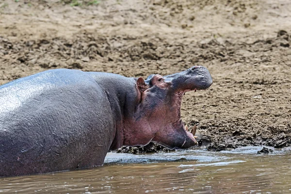Hippopotamus Masai Mara — Stock Photo, Image