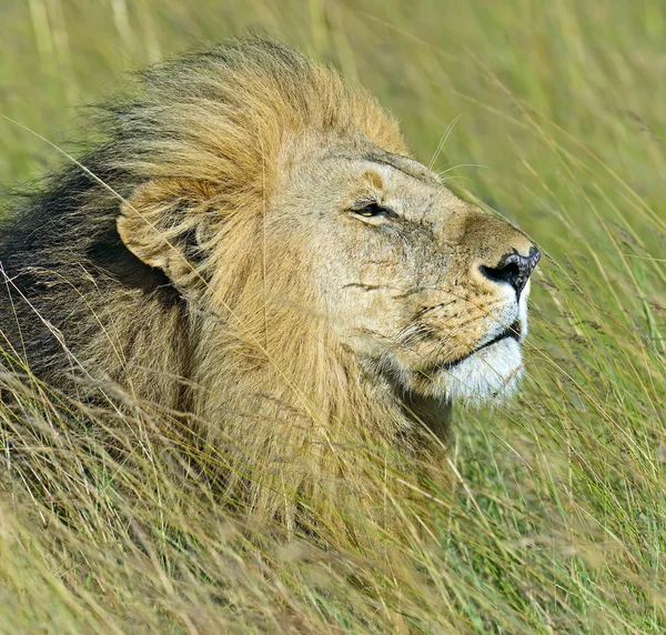 Genç aslan portresi — Stok fotoğraf