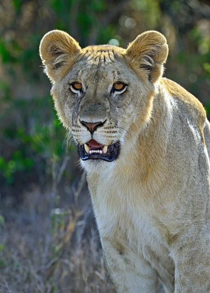 Retrato de leão jovem — Fotografia de Stock