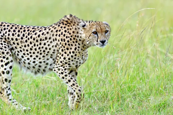 Masai mara çitalar — Stok fotoğraf