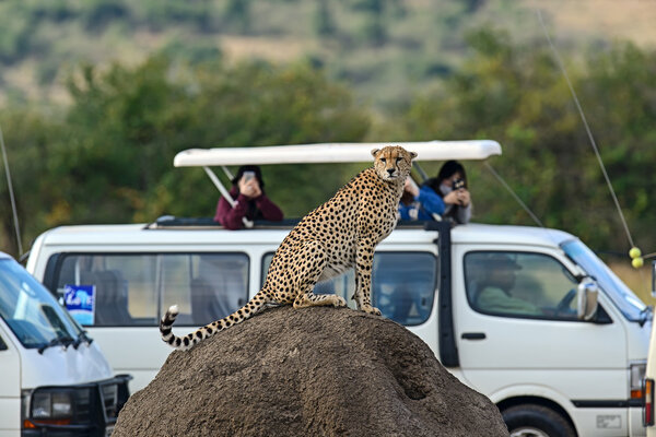 Masai Mara Cheetahs