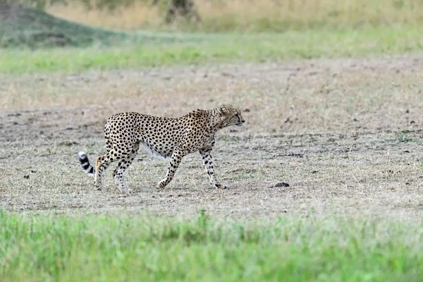 Masai mara Cheetahs (Rugby) — Stockfoto