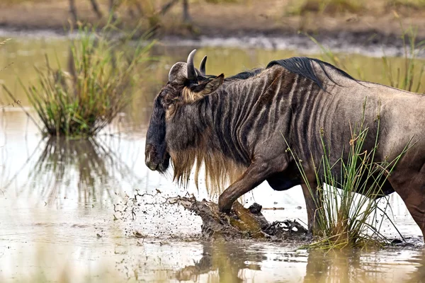 Wildebeest in the savannah — Stock Photo, Image