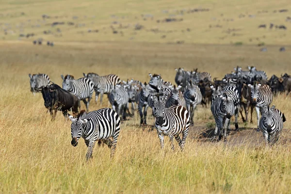 Zebra v masai mara — Stock fotografie