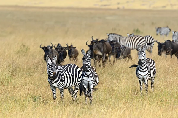 Zèbre dans le masai mara — Photo