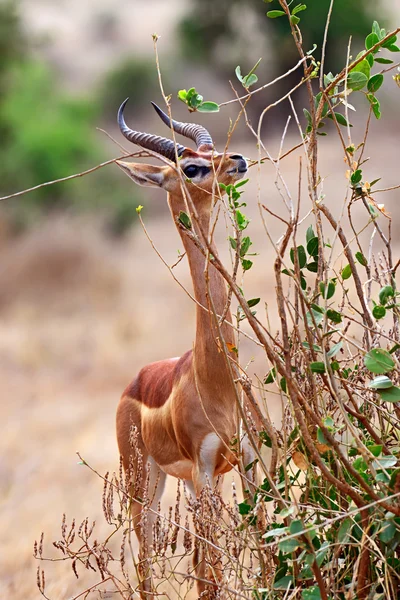Αφρικανική γαζέλα gerenuk — Φωτογραφία Αρχείου