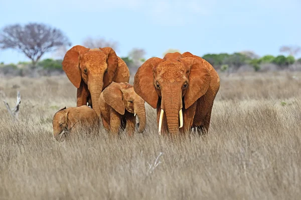 Afrikanische Elefanten in der Savanne — Stockfoto