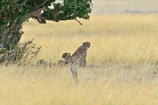 Masai mara guepardos —  Fotos de Stock