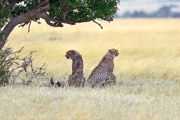 Masai mara Cheetahs (Rugby) — Stockfoto
