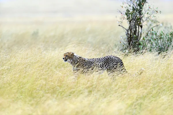 Masai mara çitalar — Stok fotoğraf