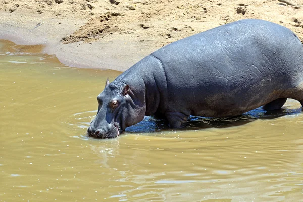 Hippopotamus Masai Mara — Stock Photo, Image