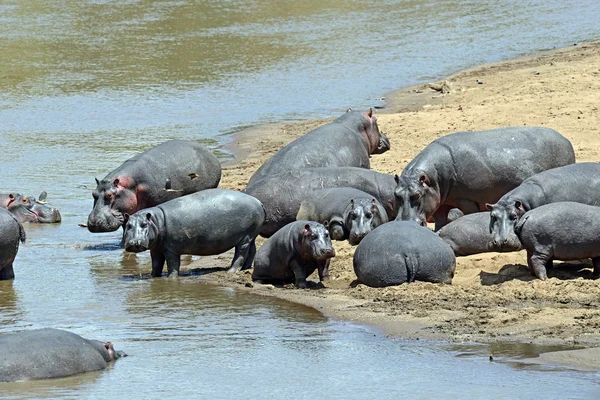 Hipopótamo Masai Mara — Fotografia de Stock