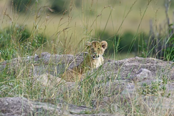 Portrait of African lion — Stock Photo, Image