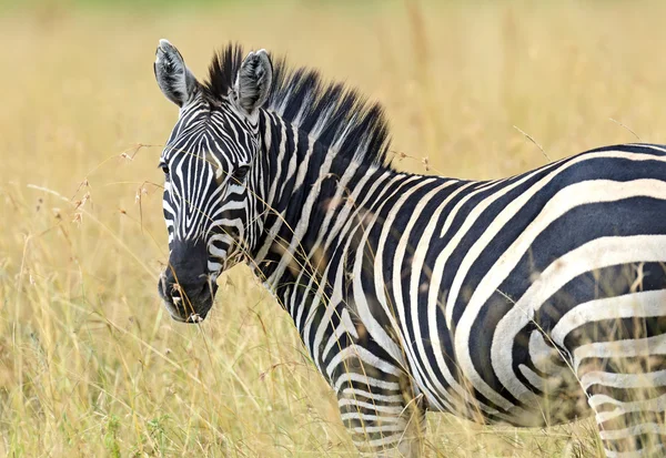 Zebra in the Masai Mara — Stock Photo, Image