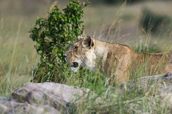 Retrato de león africano —  Fotos de Stock