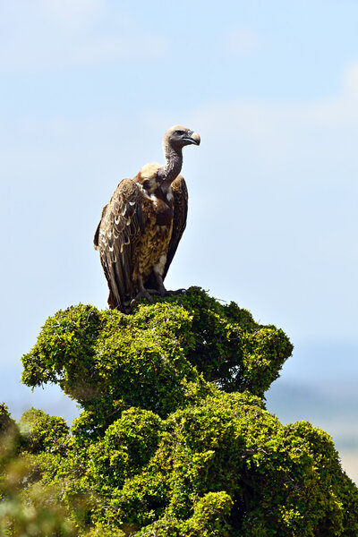 White-backed Vulture in the savannah