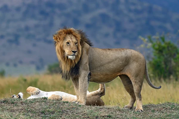 Retrato de león africano —  Fotos de Stock