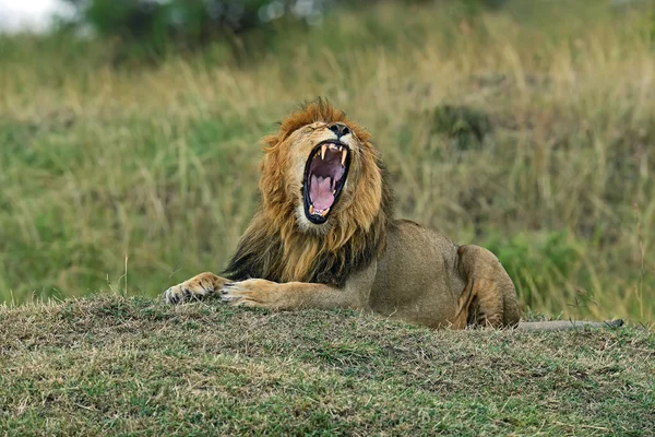 Retrato do leão africano — Fotografia de Stock