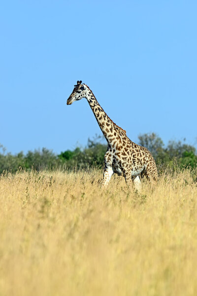 Giraffe in the African savannah