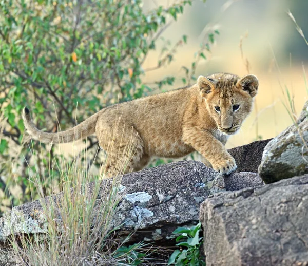 Aslan Masai Mara — Stok fotoğraf