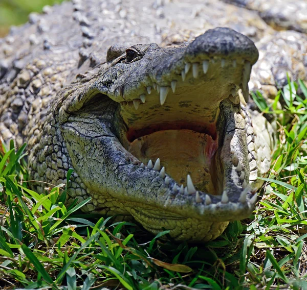 Krokodyle Masai Mara — Zdjęcie stockowe