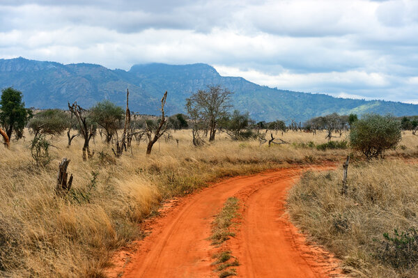 Дерево в саванне Цаво
