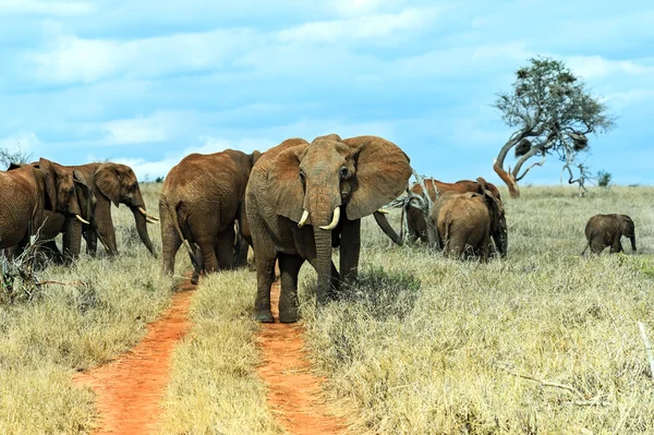 Elefantes africanos na savana — Fotografia de Stock