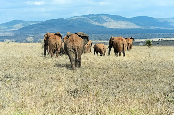 Afrikaanse olifanten in de savanne — Stockfoto